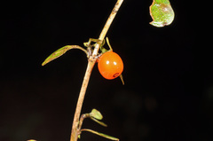Coprosma colensoi