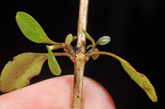 Coprosma colensoi