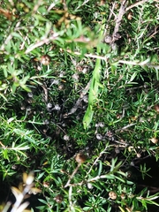 Naultinus elegans