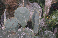 Opuntia alta