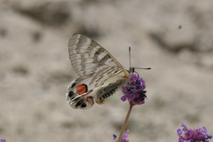 Parnassius charltonius