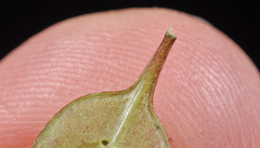 Coprosma colensoi