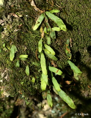 Notogrammitis ciliata