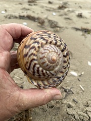 Tonna tankervillii