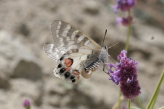 Parnassius charltonius