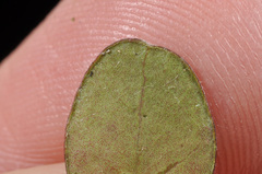 Coprosma colensoi