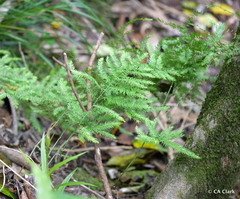 Asparagus