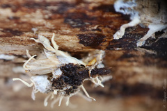 Akanthomyces tuberculatus