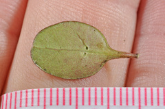 Coprosma colensoi