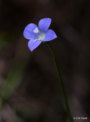 Wahlenbergia violacea