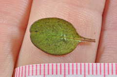 Coprosma colensoi