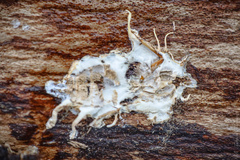 Akanthomyces tuberculatus