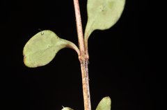 Coprosma colensoi