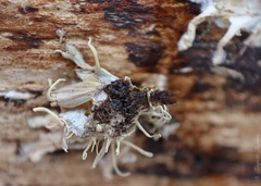 Akanthomyces tuberculatus