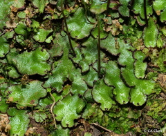 Asterella