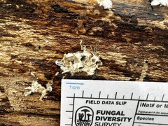 Akanthomyces tuberculatus