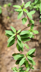 Haloragis erecta erecta