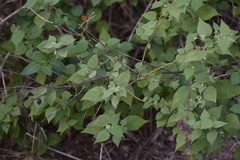 Abutilon viscosum