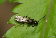 Diaprioidea