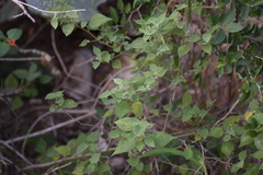 Abutilon viscosum