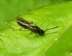 Diaprioidea