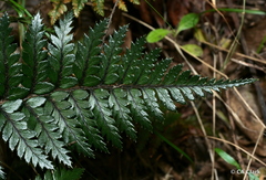 Polystichum neozelandicum