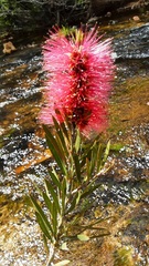 Melaleuca citrina