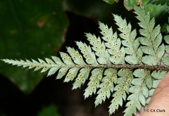 Polystichum neozelandicum