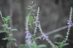 Aloysia macrostachya