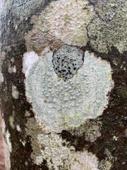 Lecanora subpallens