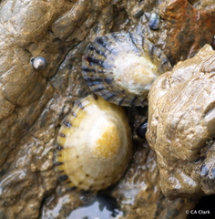 Cellana radians