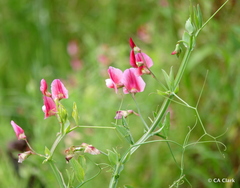 Lathyrus tingitanus