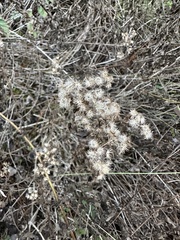 Conoclinium coelestinum