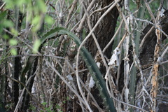 Acanthocereus tetragonus
