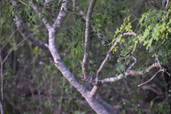 Erythrostemon mexicanus