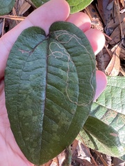Marmara smilacisella