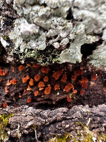 Margery's Trail East (Red)