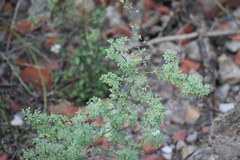 Parkinsonia texana macra