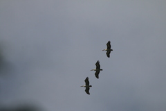 Pelecanus philippensis