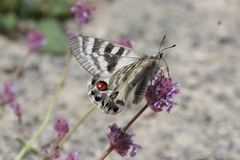Parnassius charltonius deckerti