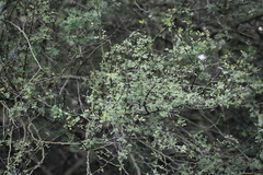 Parkinsonia texana macra