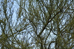 Parkinsonia texana macra