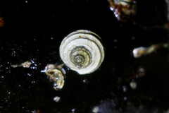 Austrocochlea constricta