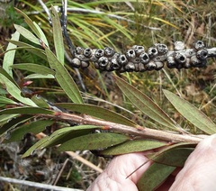 Melaleuca citrina