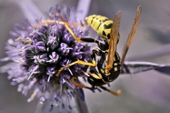 Polistes dominula