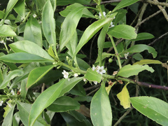 Myoporum