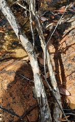 Melaleuca citrina