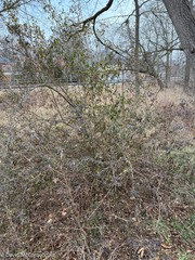 Ligustrum vulgare