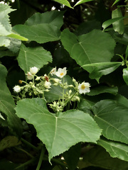Entelea arborescens