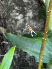 Leucauge argyrobapta